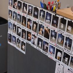 Peak Design - Neighborhood doggie Polaroids