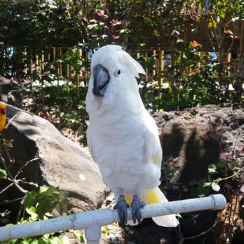 The Bird Guy - Buddy! He is so sweet! - Event Planning & Services Near Me The Bird Guy - Buddy! He is so sweet! - Event Planning & Services Near Me