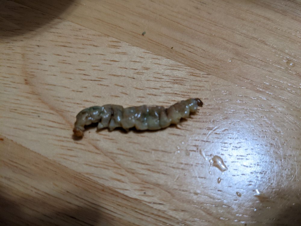 GREAT WALL CHINESE RESTAURANT Updated September 2024 11 Photos & 70