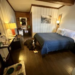 Motel SOCO - My Berner enjoying his cozy comfortable room.