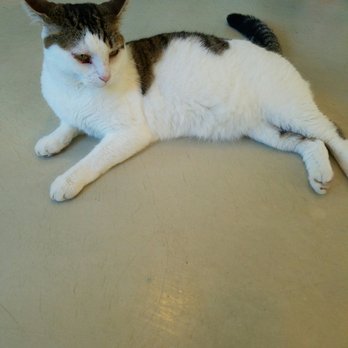 Felines & Canines - Meowth (Formerly Morton) - Animal Shelters Near Me - Chicago, Illinois
