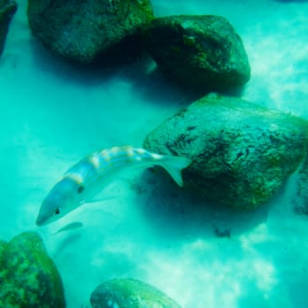 Destin Snorkel Tours - Boating Near Me - Destin, Florida