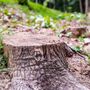Photo of 3-D Tree Services