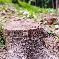 3-D Tree Services