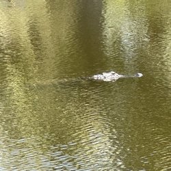 Alligator Creek Preserve