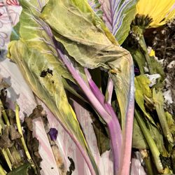 Ingles Markets #94 - Filler is yellowed and wilted
