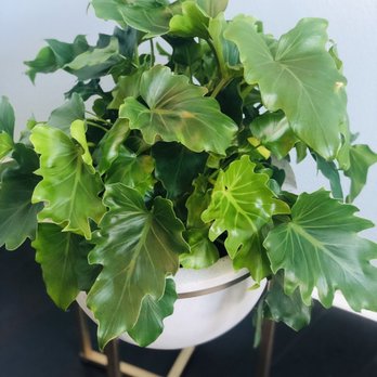 Armstrong Garden Centers - House plant low light from their greenhouse - Nurseries & Gardening Near Me - Long Beach, California Armstrong Garden Centers - House plant low light from their greenhouse - Nurseries & Gardening Near Me - Long Beach, California