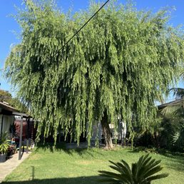 Before my willow tree