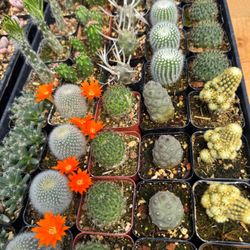 Theis Farm Market’s Evergreen Farm & Katie’s Garden - Brighten up your house with some colorful cacti!
