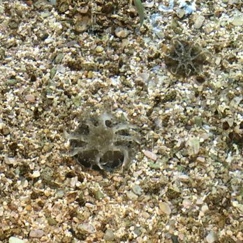 Denver Zoo - Upside down jellyfish (9/8/18) - Zoos Near Me - Denver, Colorado Denver Zoo - Upside down jellyfish (9/8/18) - Zoos Near Me - Denver, Colorado