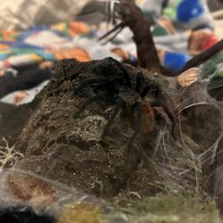Chromatopelma cyanopubescense (green bottle blue tarantula)