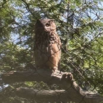 Cincinnati Zoo & Botanical Garden - Owl - Zoos Near Me - Cincinnati, Ohio Cincinnati Zoo & Botanical Garden - Owl - Zoos Near Me - Cincinnati, Ohio