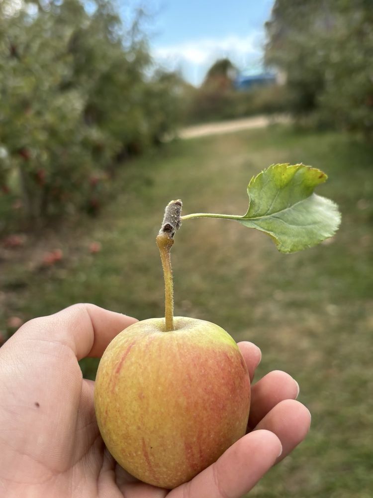 Rennie Orchards Logo