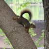 Lakeside Park gift card