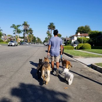Zenni Dogs - Pet Training Near Me