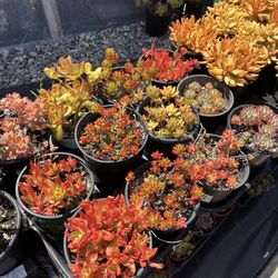 Ace Mega Succulents