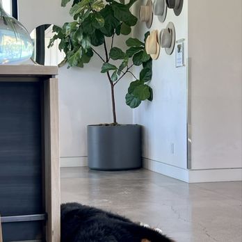 Booker Vineyard - Resident winery pup - Wineries Near Me - Paso Robles, California