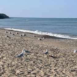 Glencoe Beach - Nature