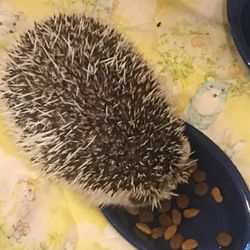 Safari T.A.I.L.S - Hedgehog