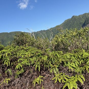 Pu'u Pia Trail - Hiking Near Me - Honolulu, Hawaii Pu'u Pia Trail - Hiking Near Me - Honolulu, Hawaii