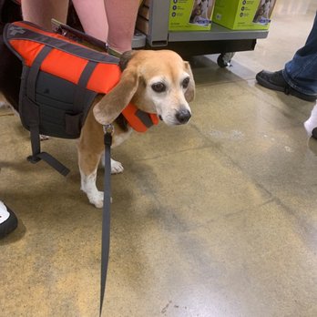 PetSmart Doggie Day Camp - Bring your dog and try on the life jackets - Pet Stores Near Me - Cary, North Carolina PetSmart Doggie Day Camp - Bring your dog and try on the life jackets - Pet Stores Near Me - Cary, North Carolina