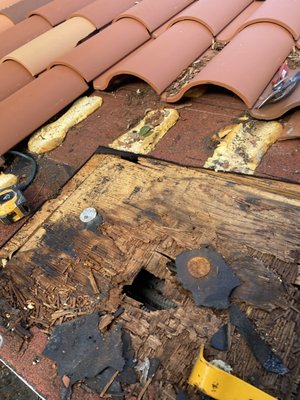 Roof Repair Specialist Logo