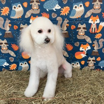 Golden Paws - Pet Stores Near Me - Houston, Texas Golden Paws - Pet Stores Near Me - Houston, Texas
