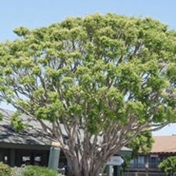 Crown Point Clippers - Tree Removal - Tree Services Near Me - La Jolla, California