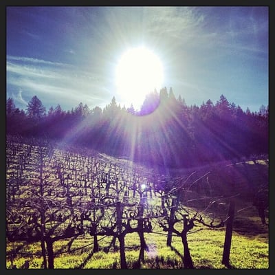 Storybook Mountain Winery by null