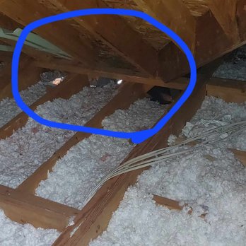 Attic Kings, Animal Removal & Exclusion - Holes - Pest Control Near Me - Norcross, Georgia