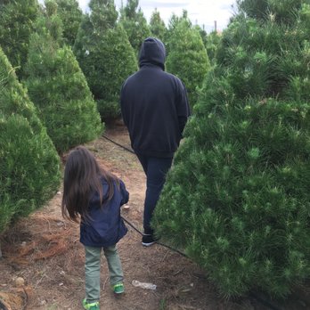 Sand Haven Pines - Rows and rows of trees! - Christmas Trees Near Me - Perris, California