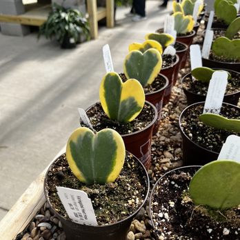 Green Acres Nursery & Supply - Nurseries & Gardening Near Me - Irving, Texas