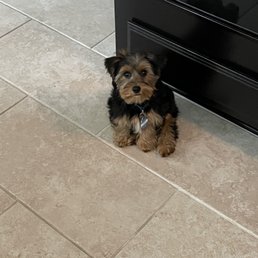 Yorkshire Terrier from Tiny Jewel Pups Yorkshire Terrier from Tiny Jewel Pups