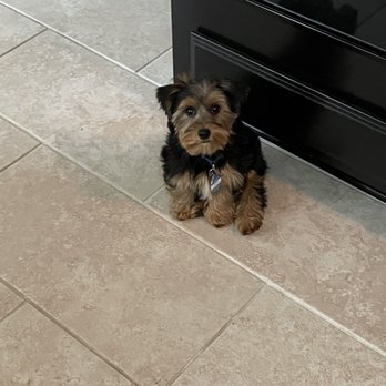 Tiny Jewel Pups - Yorkshire Terrier from Tiny Jewel Pups - Pet Breeders Near Me - Houston, Texas Tiny Jewel Pups - Yorkshire Terrier from Tiny Jewel Pups - Pet Breeders Near Me - Houston, Texas