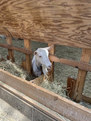 Lively Run Goat Dairy by null