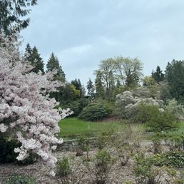 Cherry blossoms Cherry blossoms