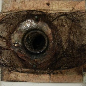 Dun Rite Drain Cleaning - Roots growing up line into the Toilet - Plumbing Near Me - Gwynn Oak, Maryland Dun Rite Drain Cleaning - Roots growing up line into the Toilet - Plumbing Near Me - Gwynn Oak, Maryland