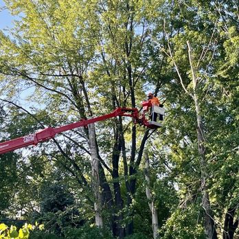 MN Tree Solutions - Tree Services Near Me MN Tree Solutions - Tree Services Near Me