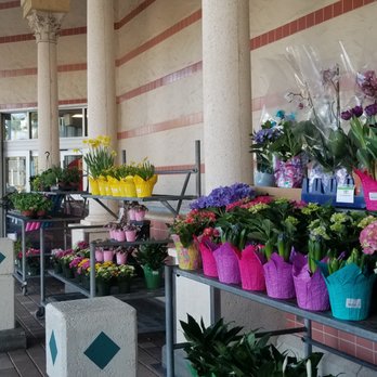 Publix Super Markets - A really nice well varied flower and fresh potted herbal inventory. - Grocery Near Me - Boca Raton, Florida Publix Super Markets - A really nice well varied flower and fresh potted herbal inventory. - Grocery Near Me - Boca Raton, Florida