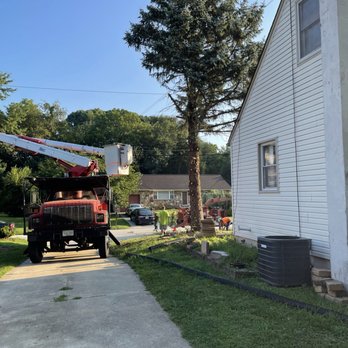 Davis Tree Work - Tree Services Near Me - Blackwood, New Jersey Davis Tree Work - Tree Services Near Me - Blackwood, New Jersey