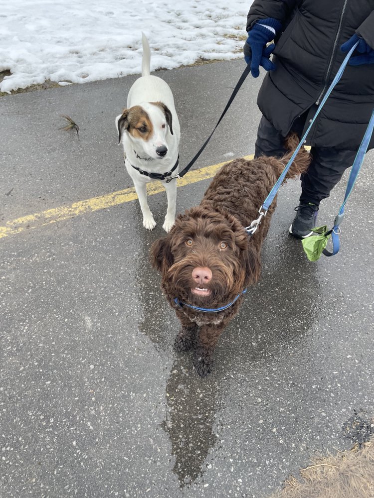 PAWS AND PALACES Updated September 2024 Bowmanville, Ontario Pet