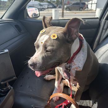 Pet Glam Spa - Pet Groomers Near Me - Tampa, Florida Pet Glam Spa - Pet Groomers Near Me - Tampa, Florida