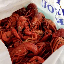 My Crazy Uncle Seafood - Some bomb crawfish