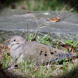 Gwynns Falls Trail - Mourning dove basking in the sun. Avionna Desh