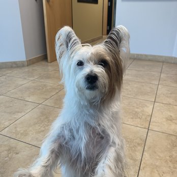 Perfect Touch Window Tint - My dog Jack having a blast while car gets worked on - Car Window Tinting Near Me - Ontario, California