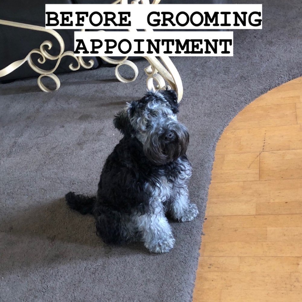 Puppy Luv Pet Grooming - Pet Groomers Near Me - Bellflower, California Puppy Luv Pet Grooming - Pet Groomers Near Me - Bellflower, California
