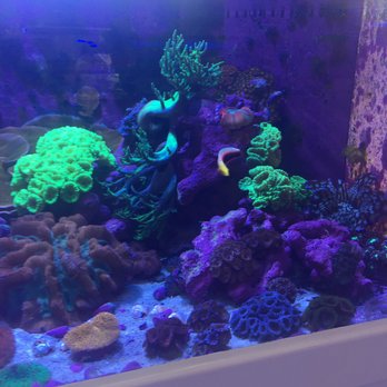 Amazing Aquariums & Reefs - Aquarium Services Near Me - Orange, California Amazing Aquariums & Reefs - Aquarium Services Near Me - Orange, California