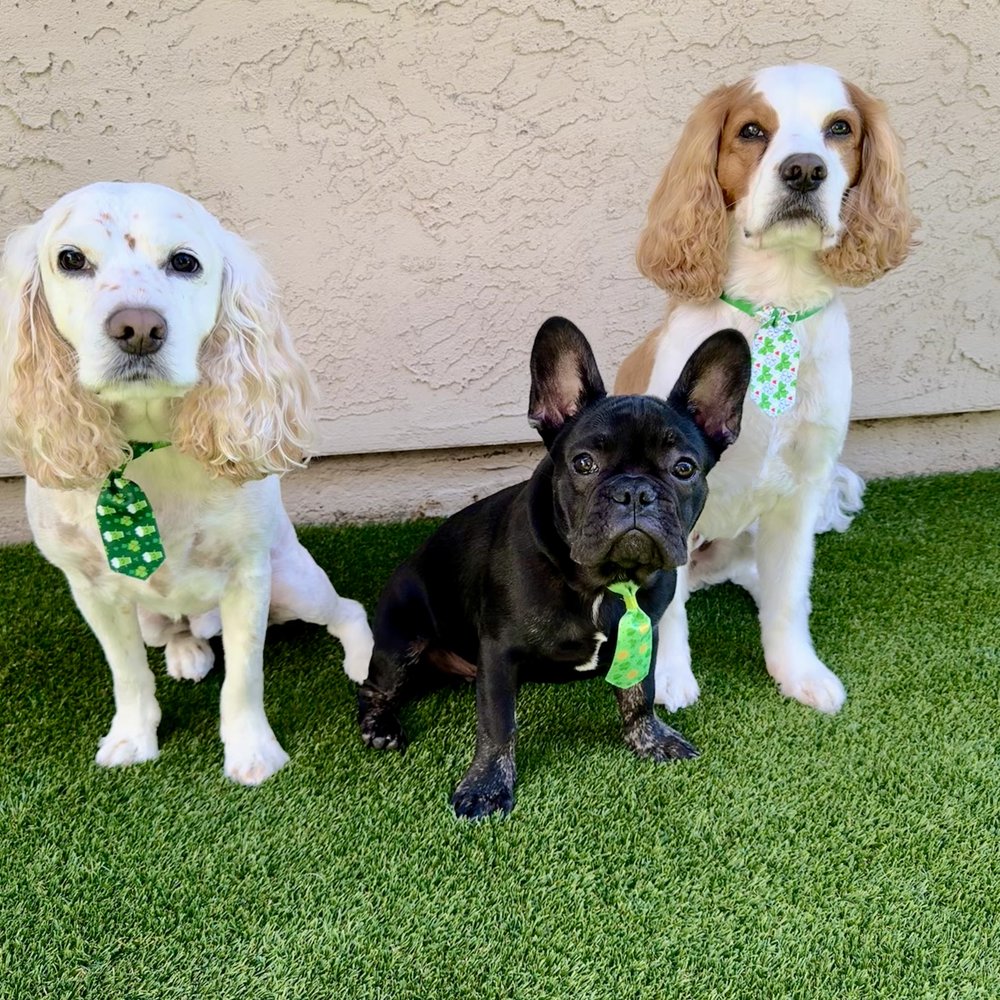 Mucky Pups - Pet Groomers Near Me - Waianae, Hawaii Mucky Pups - Pet Groomers Near Me - Waianae, Hawaii