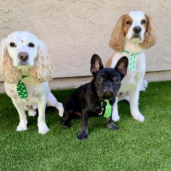 Mucky Pups - Pet Groomers Near Me - Waianae, Hawaii Mucky Pups - Pet Groomers Near Me - Waianae, Hawaii