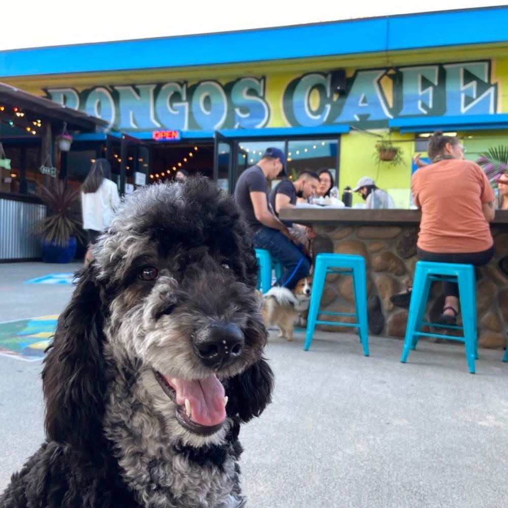 Bongos - This is the place to go! - Cuban Near Me - Seattle, Washington